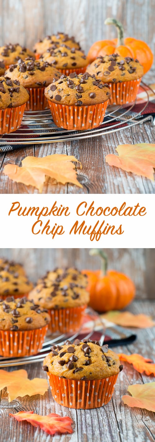 A soft and fluffy pumpkin muffin loaded with chocolate chips. It's a pumpkin and chocolate lovers dream!