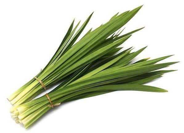 pandan leaves in a bunch