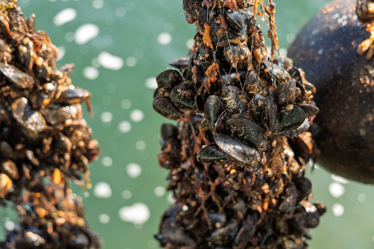 A line of mussels pulled from the water.