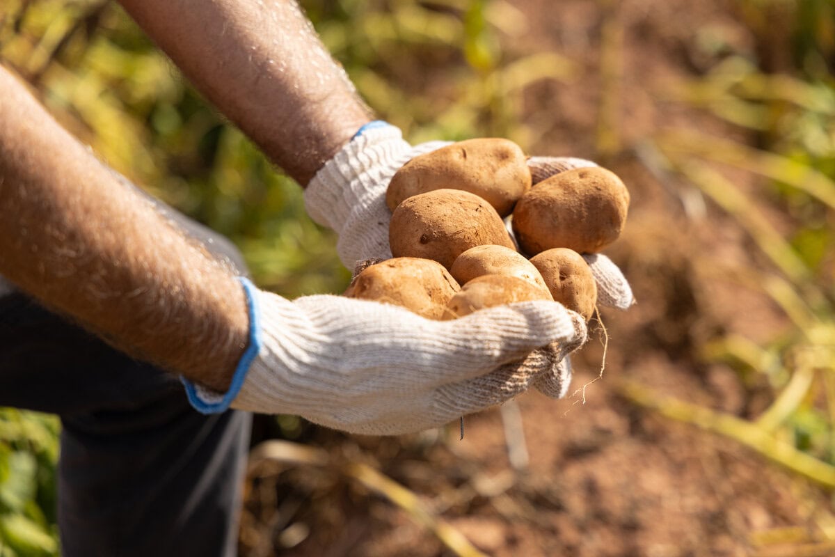 A man's arm and hands holding potatoes just pulled from the soil.
